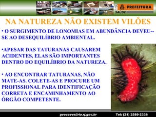 gveccvvs@rio.rj.gov.br Tel: (21) 2589-2338
NA NATUREZA NÃO EXISTEM VILÕES
•APESAR DAS TATURANAS CAUSAREM
ACIDENTES, ELAS SÃO IMPORTANTES
DENTRO DO EQUILÍBRIO DA NATUREZA.
• AO ENCONTRAR TATURANAS, NÃO
MATE-AS. COLETE-AS E PROCURE UM
PROFISSIONAL PARA IDENTIFICAÇÃO
CORRETA E ENCAMINHAMENTO AO
ÓRGÃO COMPETENTE.
• O SURGIMENTO DE LONOMIAS EM ABUNDÂNCIA DEVEU--
SE AO DESEQUILÍBRIO AMBIENTAL.
 