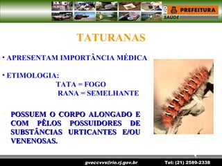 gveccvvs@rio.rj.gov.br Tel: (21) 2589-2338
TATURANAS
• APRESENTAM IMPORTÂNCIA MÉDICA
• ETIMOLOGIA:
TATA = FOGO
RANA = SEMELHANTE
 POSSUEM O CORPO ALONGADO EPOSSUEM O CORPO ALONGADO E
COM PÊLOS POSSUIDORES DECOM PÊLOS POSSUIDORES DE
SUBSTÂNCIAS URTICANTES E/OUSUBSTÂNCIAS URTICANTES E/OU
VENENOSAS.VENENOSAS.
 
