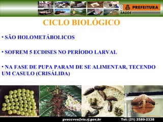 gveccvvs@rio.rj.gov.br Tel: (21) 2589-2338
CICLO BIOLÓGICO
• SÃO HOLOMETÁBOLICOS
• SOFREM 5 ECDISES NO PERÍODO LARVAL
• NA FASE DE PUPA PARAM DE SE ALIMENTAR, TECENDO
UM CASULO (CRISÁLIDA)
 