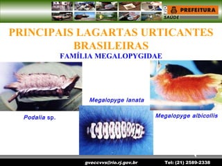 gveccvvs@rio.rj.gov.br Tel: (21) 2589-2338
PRINCIPAIS LAGARTAS URTICANTES
BRASILEIRAS
Podalia sp.
Megalopyge lanata
Megalopyge albicollis
FAMÍLIA MEGALOPYGIDAE
 