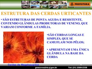 gveccvvs@rio.rj.gov.br Tel: (21) 2589-2338
ESTRUTURA DAS CERDAS URTICANTES
Cerdas de Megalopygidae
• SÃO ESTRUTURAS DE PONTA AGUDA E RESISTENTE,
CONTENDO GLÂNDULAS PRODUTORAS DE VENENO, QUE
VARIAM CONFORME A FAMÍLIA.
•SÃO CERDAS LONGAS E
SIMPLES, QUE SE
CAMUFLAM NOS PÊLOS;
• APRESENTAM UMA ÚNICA
GLÂNDULA NA BASE DA
CERDA
 