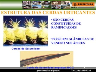 gveccvvs@rio.rj.gov.br Tel: (21) 2589-2338
ESTRUTURA DAS CERDAS URTICANTES
Cerda de Saturniidae ampliada 400 X
Cerdas de Saturniidae
• SÃO CERDAS
CONSTITUÍDAS DE
RAMIFICAÇÕES
•POSSUEM GLÂNDULAS DE
VENENO NOS ÁPICES
 