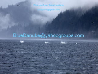 Pics. are from Tuna's archive
tunaysem@gmail.com
BlueDanube@yahoogroups.com
 