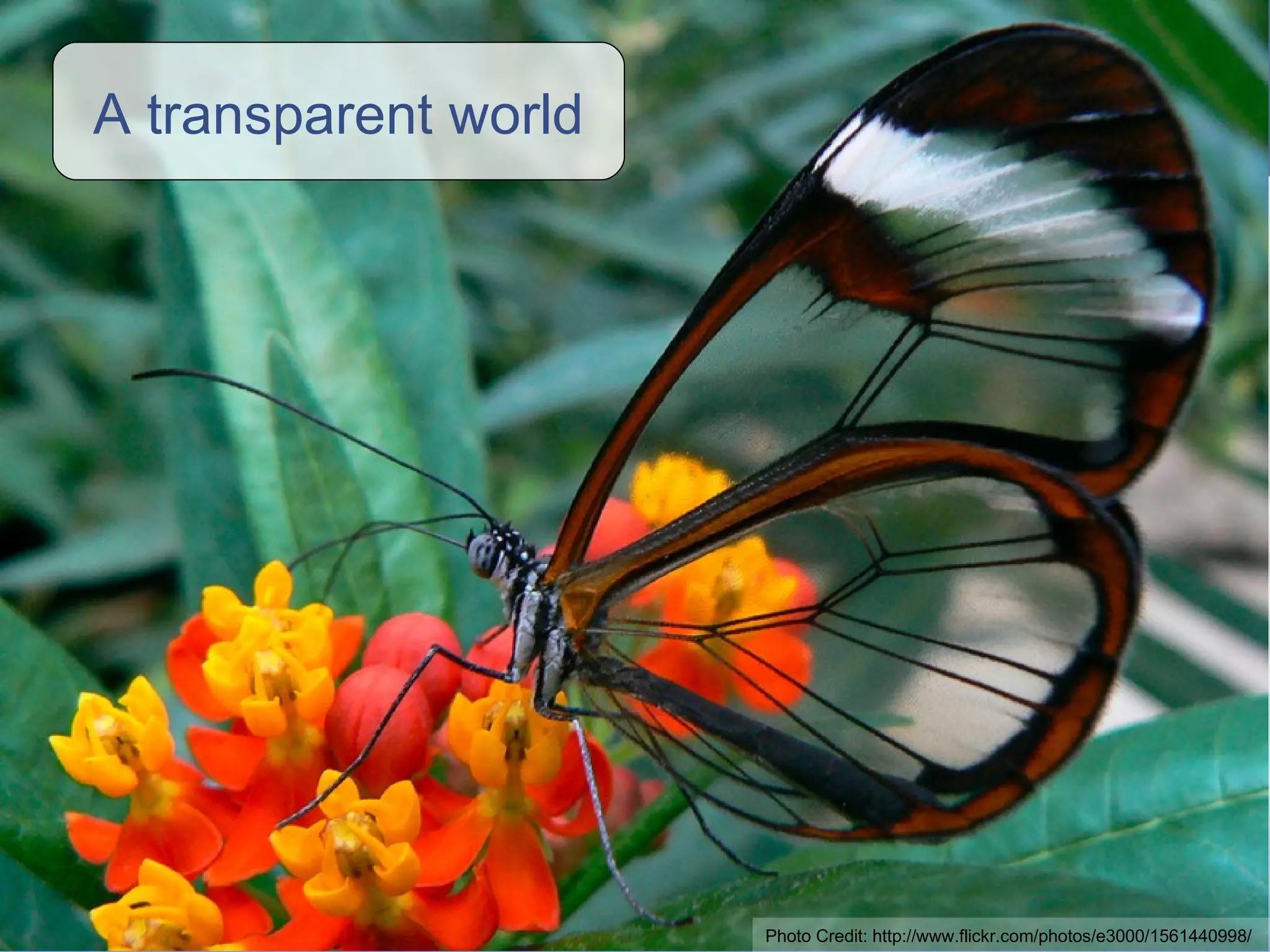 A transparent world Photo Credit: http://www.flickr.com/photos/e3000/1561440998/ 