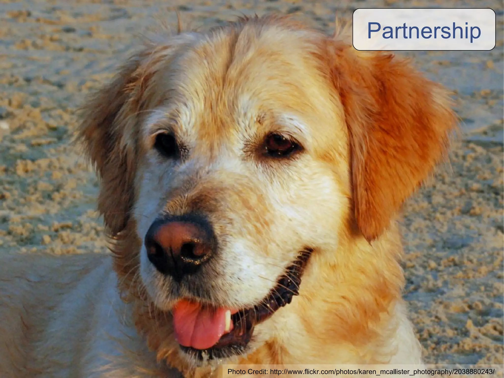 Partnership Photo Credit: http://www.flickr.com/photos/karen_mcallister_photography/2038880243/ 