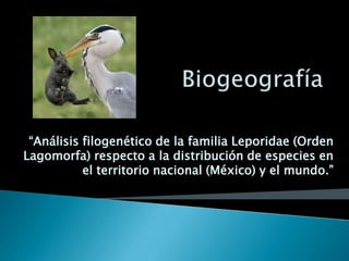 “Análisis filogenético de la familia Leporidae (Orden
Lagomorfa) respecto a la distribución de especies en
el territorio nacional (México) y el mundo.”
 