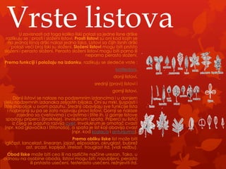 Vrste listova
        U zavisnosti od toga koliko liski polazi sa jedne lisne drške
 razlikuju se : prosti i složeni listovi. Prosti listovi su oni kod kojih se
  na jednoj lisnoj drški nalazi jedna liska. Listovi sa čijih lisnih drški
    polazi veći broj liski su složeni. Složeni listovi mogu biti prststo
složeni i perasto složeni. Perasto složeni listovi mogu biti parno ili
                                                neparno perasto složeni.
Prema funkciji i položaju na izdanku, razlikuju se sledeće vrste :
                                                               kotiledoni,
                                                              donji listovi,
                                                   srednji (pravi) listovi i
                                                             gornji listovi.
      Donji listovi se nalaze na podzemnim izdancima i u donjem
delu nadzemnih izdanaka zeljastih biljaka. Oni su mrki, ljuspasti i
štite pupoljak u svom pazuhu. Srednji obavljaju sve funkcije lista
  i najbrojniji su pa se zato nazivaju pravi listovi. Gornji se nalaze
        zajedno sa cvetovima i cvastima i štite ih. U gornje listove
 spadaju priperci (brakteje), involukrum i spata. Priperci su listići
     iz čijeg se pazuha razvija cvet. Involukrum je omotač cvasti
(npr. kod glavočika i štitonoša), a spata je list koji obavija cvast
                                   (npr. kod kozlaca i anturijuma).
                                      Prema obliku liske list može biti
igličast, lancelast, linearan, jajast, elipsoidan, okruglast, bubrež
            ast, srcast, kopljast, strelast, trouglast itd. (vidi vežbu).
 Obod liske može biti ceo ili na različite načine urezan. Tako, u
odnosu na osobine oboda, listovi mogu biti: nazubljeni, perasto
           ili prstasto usečeni, testerasto usečeni, režnjeviti itd.
 