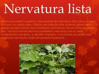Nervatura lista
Sistem provodnih snopića u liski predstavlja nervaturu lista. Ona se jasno
uočava na naličju liske. Obično se razlikuje jače istaknuti glavni nerv i
slabije razvijeni bočni nervi (mrežasta nervatura). Svi oni čine nervaturu
lista. Većina monokotila ima paralelenu nervaturu (svi su nervi
podjednako razvijeni), a dikotile mrežastu. U zavisnosti od oblika liske
mrežasta nervatura može biti prstasta ili perasta.
 