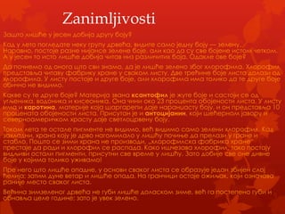 Zanimljivosti
Зашто лишће у јесен добија другу боју?
Кад у лето погледате неку групу дрвећа, видите само једну боју — зелену.
Наравно, постоје разне нијансе зелене боје, али као да су све бојене истом четком.
А у јесен то исто лишће добија читав низ различитих боја. Одакле ове боје?
Да почнемо од онога што сви знамо, да је лишће зелено због хлорофила. Хлорофил
представља читаву фабрику хране у сваком листу. Две трећине боје листа долази од
хлорофила. У листу постоје и друге боје, али хлорофила има толико да те друге боје
обично не видимо.
Какве су те друге боје? Материја звана ксантофил је жуте боје и састоји се од
угљеника, водоника и кисеоника. Она чини око 23 процента обојености листа. У листу
има и каротина, материје која шаргарепи даје наранџасту боју, и он представља 10
процената обојености листа. Присутан је и антоцијанин, који шећерном јавору и
северноамеричком храсту даје светлоцрвену боју.
Током лета те остале пигменте не видимо, већ видимо само зелени хлорофил. Кад
захладни, храна коју је дрво нагомилало у лишћу почиње да прелази у гране и
стабло. Пошто се зими храна не производи, „хлорофилска фабрика хране―
престаје да ради и хлорофил се распада. Како ишчезава хлорофил, тако постају
видљиви остали пигменти, присутни све време у лишћу. Зато добије све оне дивне
боје у којима толико уживамо!
Пре него што лишће опадне, у основи сваког листа се образује један збијен слој
ћелија; затим дуне ветар и лишће опада. На гранчици остаје ожиљак, који означава
раније место сваког листа.
Већина зимзеленог дрвећа не губи лишће доласком зиме, већ га постепено губи и
обнавља целе године; зато је увек зелено.
 