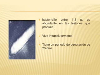  bastoncillo entre 1-8 µ, es
abundante en las lesiones que
produce
 Vive intracelularmente
 Tiene un período de generación de
20 días
 