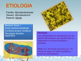 ETIOLOGIA
Familia: Mycobacteriaceae
Genero: Mycobacterium
Especie: leprae
Bacteria Gram +
Acido alcohol-resistente
Contiene ácidos micólicos
Glicolípido fenólico
específico

Morfología
Las micobacteias se caracterizan por ser
bacilos filamentosos que rápidamente se
fragmentan en formas bacilares o
cocoides.
Miden 0,3- 05 micras de ancho por 1-8
micras de largo con lados paralelos y
extremos redondeados.

 