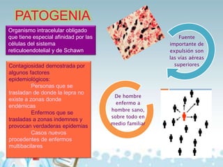 PATOGENIA
Organismo intracelular obligado
que tiene especial afinidad por las
células del sistema
reticuloendotelial y de Schawn
Contagiosidad demostrada por
algunos factores
epidemiológicos:
Personas que se
trasladan de donde la lepra no
existe a zonas donde
endémicas
Enfermos que se
trasladas a zonas indemnes y
provocan verdaderas epidemias
Casos nuevos
procedentes de enfermos
multibacilares

Fuente
importante de
expulsión son
las vías aéreas
superiores

De hombre
enfermo a
hombre sano,
sobre todo en
medio familiar

 