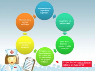 Ingresan por vía
respiratoria
súperiores

Alcanzan piel y
nervios
periféricos

Inicialmente en
mucosa nasal

Se difunden por
torrente
sanguíneo

Parte de las
bacterias se
quedan el tejido
conectivo
Otra parte son
fagocitadas por
las células que
los transportan
a los gánglios
linfáticos

Etapa llamada microbismo
latente de Gougerot

 