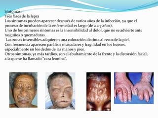 Síntomas:
Tres fases de la lepra
Los síntomas pueden aparecer después de varios años de la infección, ya que el
proceso de incubación de la enfermedad es largo (de 2 a 7 años).
Uno de los primeros síntomas es la insensibilidad al dolor, que no se advierte ante
rasguños o quemaduras.
Las zonas insensibles adquieren una coloración distinta al resto de la piel.
Con frecuencia aparecen parálisis musculares y fragilidad en los huesos,
especialmente en los dedos de las manos y pies.
Otros síntomas, ya más tardíos, son el abultamiento de la frente y la distorsión facial,
a la que se ha llamado "cara leonina".
 