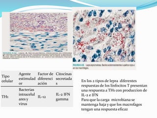 En los 2 tipos de lepra diferentes
respuestas de los linfocitos T presentan
una respuesta a TH1 con produccion de
IL-2 e IFN
Para que la carga microbiana se
mantenga baja y que los macrofagos
tengan una respuesta eficaz
Tipo
celular
Agente
estimulad
or
Factor de
diferenci
ación
Citocinas
secretada
s
TH1
Bacterias
intracelul
ares y
virus
IL-12
IL-2 IFN
gamma
 