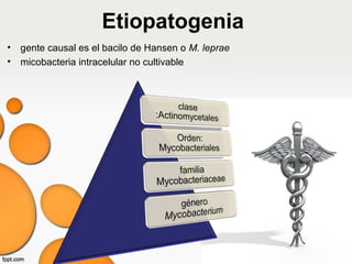 Etiopatogenia
• gente causal es el bacilo de Hansen o M. leprae
• micobacteria intracelular no cultivable
 
