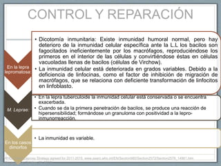 CONTROL Y REPARACIÓN
En la lepra
lepromatosa:
• Dicotomía inmunitaria: Existe inmunidad humoral normal, pero hay
deterioro de la inmunidad celular específica ante la L.L los bacilos son
fagocitados ineficientemente por los macrófagos, reproduciéndose los
primeros en el interior de las células y convirtiéndose éstas en células
vacuoladas llenas de bacilos (células de Virchow).
• La inmunidad celular está deteriorada en grados variables. Debido a la
deficiencia de linfocinas, como el factor de inhibición de migración de
macrófagos, que se relaciona con deficiente transformación de linfocitos
en linfoblasto.
M. Leprae:
• En la lepra tuberculoide la inmunidad celular está conservada o se encuentra
exacerbada.
• Cuando se da la primera penetración de bacilos, se produce una reacción de
hipersensibilidad; formándose un granuloma con positividad a la lepro-
inmunorreacción.
En los casos
dimorfos
• La inmunidad es variable.
WHO Global Leprosy Strategy agreed for 2011-2015. www.searo.who.int/EN/Section980/Section2572/Section2578_14961.htm
(Accessed on October 12, 2011).
 