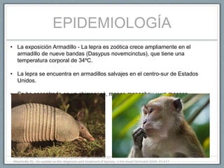 EPIDEMIOLOGÍA
• La exposición Armadillo - La lepra es zoótica crece ampliamente en el
armadillo de nueve bandas (Dasypus novemcinctus), que tiene una
temperatura corporal de 34ºC.
• La lepra se encuentra en armadillos salvajes en el centro-sur de Estados
Unidos.
• Se ha encontrado en un chimpancé, monos mangabey, y un macaco
cynomolgus.
Global leprosy situation, 2010. Wkly Epidemiol Rec 2010; 85:337.
Moschella SL. An update on the diagnosis and treatment of leprosy. J Am Acad Dermatol 2004; 51:417.
 