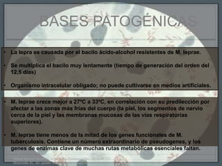 • M. leprae crece mejor a 27ºC a 33ºC, en correlación con su predilección por
afectar a las zonas más frías del cuerpo (la piel, los segmentos de nervio
cerca de la piel y las membranas mucosas de las vías respiratorias
superiores).
• M. leprae tiene menos de la mitad de los genes funcionales de M.
tuberculosis. Contiene un número extraordinario de pseudogenes, y los
genes de enzimas clave de muchas rutas metabólicas esenciales faltan.
• La lepra es causada por el bacilo ácido-alcohol resistentes de M. leprae.
• Se multiplica el bacilo muy lentamente (tiempo de generación del orden del
12,5 días)
• Organismo intracelular obligado; no puede cultivarse en medios artificiales.
BASES PATOGÉNICAS
Global leprosy situation, 2010. Wkly Epidemiol Rec 2010; 85:337.
Moschella SL. An update on the diagnosis and treatment of leprosy. J Am Acad Dermatol 2004; 51:417.
 