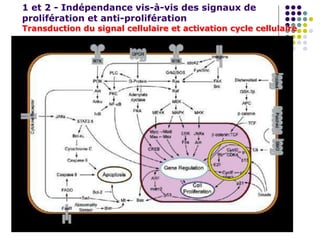 1 et 2 - Indépendance vis-à-vis des signaux de
prolifération et anti-prolifération
Transduction du signal cellulaire et activation cycle cellulaire
 