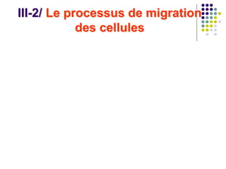 III-2/ Le processus de migration
des cellules
 