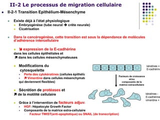 II-2 Le processus de migration cellulaire
 II-2-1 Transition Epithélium-Mésenchyme
 Existe déjà à l’état physiologique
 Embryogénèse (tube neural  crête neurale)
 Cicatrisation
 Dans la cancérogénèse, cette transition est sous la dépendance de molécules
d’adhérence intercellulaire
  expression de la E-cadhérine
dans les cellules épithéliales et
 dans les cellules mésenchymateuses
 Modifications du
cytosquelette
 Perte des cytokératines (cellules épithéliales)
  Vimentine dans cellules mésenchymateuses
qui deviennent flexibles)
 Sécrétion de protéases et
 de la motilité cellulaire
 Grâce à l’intervention de facteurs adjuvants
 HGF: Hépatocyte Growth Factor
 Composants de la matrice extra-cellulaire
 Facteur TWIST(anti-apoptotique) ou SNAIL (de transcription)
 
