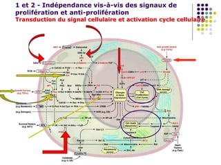 1 et 2 - Indépendance vis-à-vis des signaux de
prolifération et anti-prolifération
Transduction du signal cellulaire et activation cycle cellulaire
 