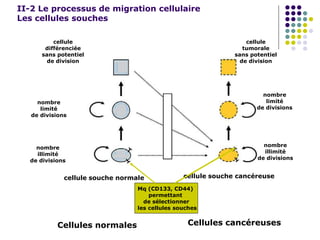 II-2 Le processus de migration cellulaire
Les cellules souches
cellule
différenciée
sans potentiel
de division
nombre
limité
de divisions
cellule
tumorale
sans potentiel
de division
nombre
limité
de divisions
nombre
illimité
de divisions
nombre
illimité
de divisions
Cellules cancéreuses
cellule souche normale cellule souche cancéreuse
Cellules normales
Mq (CD133, CD44)
permettant
de sélectionner
les cellules souches
 