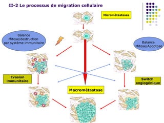 II-2 Le processus de migration cellulaire
Balance
Mitose/Apoptose
Balance
Mitose/destruction
par système immunitaire
Micrométastases
Switch
angiogénique
Evasion
immunitaire
Macrométastase
 