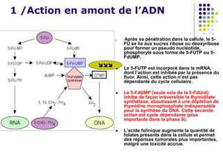 1 /Action en amont de l’ADN
 Après sa pénétration dans la cellule, le 5-
FU se lie aux sucres ribose ou déoxyribose
pour former un pseudo nucléotide,
phosphorylé sous forme de 5-FUTP ou 5-
FdUMP.
 Le 5-FUTP est incorporé dans le mRNA,
dont l’action est inhibée par la présence du
fluor. Ainsi, cette action n’est pas
dépendante du cycle cellulaire.
 Le 5-FdUMP (seule voie de la 5-FdUrd)
inhibe de façon irréversible la thymidilate
synthétase, aboutissant à une déplétion de
thymidine monophosphate indispensable
pour la synthèse du DNA. Cette seconde
action est cycle dépendante (plus
importante dans la phase S).
 L’acide folinique augmente la quantité de
folates présents dans la cellule et permet
des réponses tumorales plus importantes,
malgré une toxicité accrue.

 