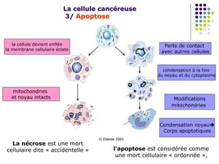 La cellule cancéreuse
3/ Apoptose
La nécrose est une mort
cellulaire dite « accidentelle » l'apoptose est considérée comme
une mort cellulaire « ordonnée »,
la cellule devient enflée
la membrane cellulaire éclate
mitochondries
et noyau intacts
Perte de contact
avec autres cellules
condensation à la fois
du noyau et du cytoplasme
Modifications
mitochondries
Condensation noyau
Corps apoptotiques
 