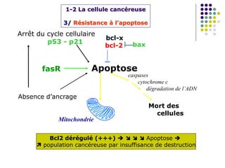 Mort des
cellules
Apoptose
Arrêt du cycle cellulaire
p53 - p21
fasR
bcl-2
Mitochondrie
caspases
cytochrome c
dégradation de l’ADN
bax
bcl-x
Absence d’ancrage
1-2 La cellule cancéreuse
3/ Résistance à l’apoptose
Bcl2 dérégulé (+++)     Apoptose 
 population cancéreuse par insuffisance de destruction
 