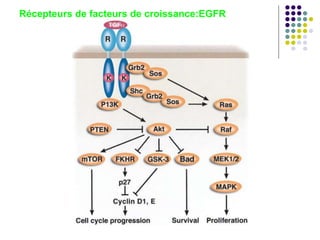 Récepteurs de facteurs de croissance:EGFR
 
