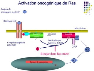 Activation oncogénique de Ras
Facteur de
croissance, e.g.EGF
MEK
ERK
Mb cellulaire
Récepteur EGF
P Ras GDP
inactif
Complexe adaptateur
Grb2-SOS
raf
Facteurs de transcription
P
Ras GTP
actif
activation
Inactivation par
hydrolyse de GTP
P
Bloqué dans Ras muté
GAP
 