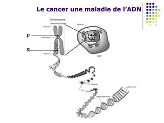 Le cancer une maladie de l’ADN
p
q
 