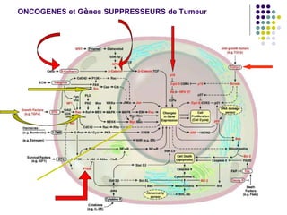 ONCOGENES et Gènes SUPPRESSEURS de Tumeur
 