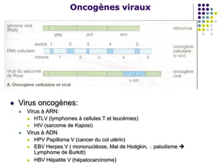 Oncogènes viraux
 Virus oncogènes:
 Virus à ARN:
 HTLV (lymphomes à cellules T et leucémies)
 HIV (sarcome de Kaposi)
 Virus à ADN
 HPV Papilloma V (cancer du col utérin)
 EBV Herpes V ( mononucléose, Mal de Hodgkin, paludisme 
Lymphome de Burkitt)
 HBV Hépatite V (hépatocarcinome)
 