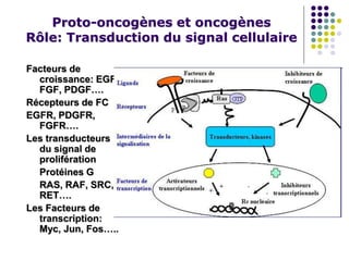 Proto-oncogènes et oncogènes
Rôle: Transduction du signal cellulaire
Facteurs de
croissance: EGF,
FGF, PDGF….
Récepteurs de FC
EGFR, PDGFR,
FGFR….
Les transducteurs
du signal de
prolifération
Protéines G
RAS, RAF, SRC,
RET….
Les Facteurs de
transcription:
Myc, Jun, Fos…..
 
