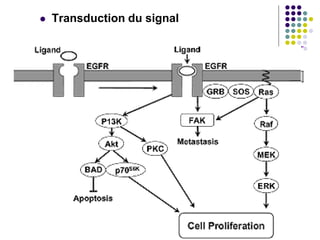  Transduction du signal
 