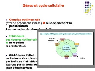 Gènes et cycle cellulaire
 Couples cyclines-cdk
(cycline dependent-kinase)  ou déclenchent la
prolifération
Par cascades de phosphorylation
 Inhibiteurs
des couples cycline-cdk
 ou régulent
la prolifération
 G0G1sous l’effet
de Facteurs de croissance
par levée de l’inhibition
exercée par la protéine Rb
(non phosphorylée)
 