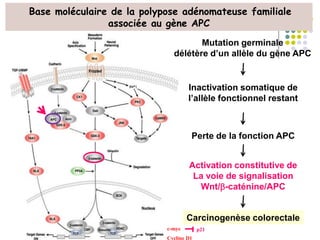 c-myc
Cycline D1
p21
Base moléculaire de la polypose adénomateuse familiale
associée au gène APC
Activation constitutive de
La voie de signalisation
Wnt/-caténine/APC
Inactivation somatique de
l’allèle fonctionnel restant
Carcinogenèse colorectale
Perte de la fonction APC
Mutation germinale
délétère d’un allèle du gène APC
 