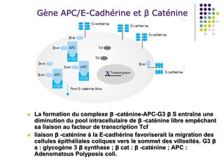Gène APC/E-Cadhérine et β Caténine
 La formation du complexe β -caténine-APC-G3 β S entraîne une
diminution du pool intracellulaire de β -caténine libre empêchant
sa liaison au facteur de transcription Tcf
 liaison β -caténine à la E-cadhérine favoriserait la migration des
cellules épithéliales coliques vers le sommet des villosités. G3 β
s : glycogène 3 β synthase ; β cat : β -caténine ; APC :
Adenomatous Polyposis coli.
 