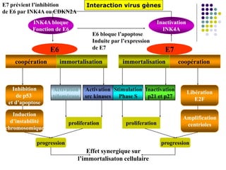 E6
immortalisationcoopération
E7
Activation
télomérase
Activation
src kinases
proliferation
progression
coopérationimmortalisation
Stimulation
Phase S
Inactivation
p21 et p27
proliferation
progression
Inhibition
de p53
et d’apoptose
Induction
d’instabilité
chromosomique
Libération
E2F
Amplification
centrioles
Effet synergique sur
l’immortalisaton cellulaire
Inactivation
INK4A
INK4A bloque
Fonction de E6
E6 bloque l’apoptose
Induite par l’expression
de E7
E7 prévient l’inhibition
de E6 par INK4A ou CDKN2A
Interaction virus gènes
 