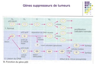 Gènes suppresseurs de tumeurs
 
