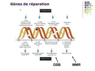 Gènes de réparation
DSB MMR
 