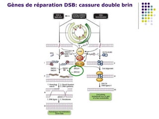 Gènes de réparation DSB: cassure double brin
 