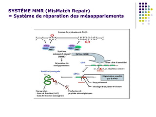 SYSTÈME MMR (MisMatch Repair)
= Système de réparation des mésappariements
 