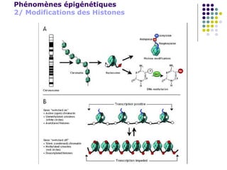 Phénomènes épigénétiques
2/ Modifications des Histones
 