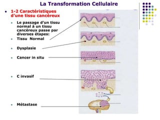 La Transformation Cellulaire
 1-2 Caractéristiques
d’une tissu cancéreux
 Le passage d’un tissu
normal à un tissu
cancéreux passe par
diverses étapes:
 Tissu Normal
 Dysplasie
 Cancer in situ
 C invasif
 Métastase
 