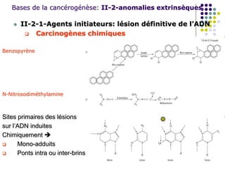 Bases de la cancérogénèse: II-2-anomalies extrinsèques
 II-2-1-Agents initiateurs: lésion définitive de l’ADN
 Carcinogènes chimiques
Benzopyrène
N-Nitrosodiméthylamine
Sites primaires des lésions
sur l’ADN induites
Chimiquement 
 Mono-adduits
 Ponts intra ou inter-brins
 